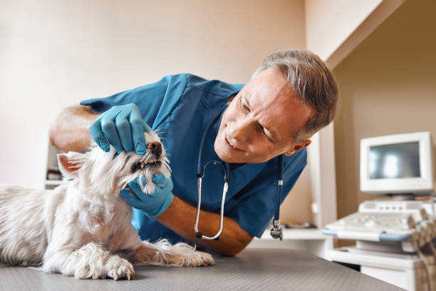 Best Emergency Treatment for Dental Infections or Abscesses in Amity, OR